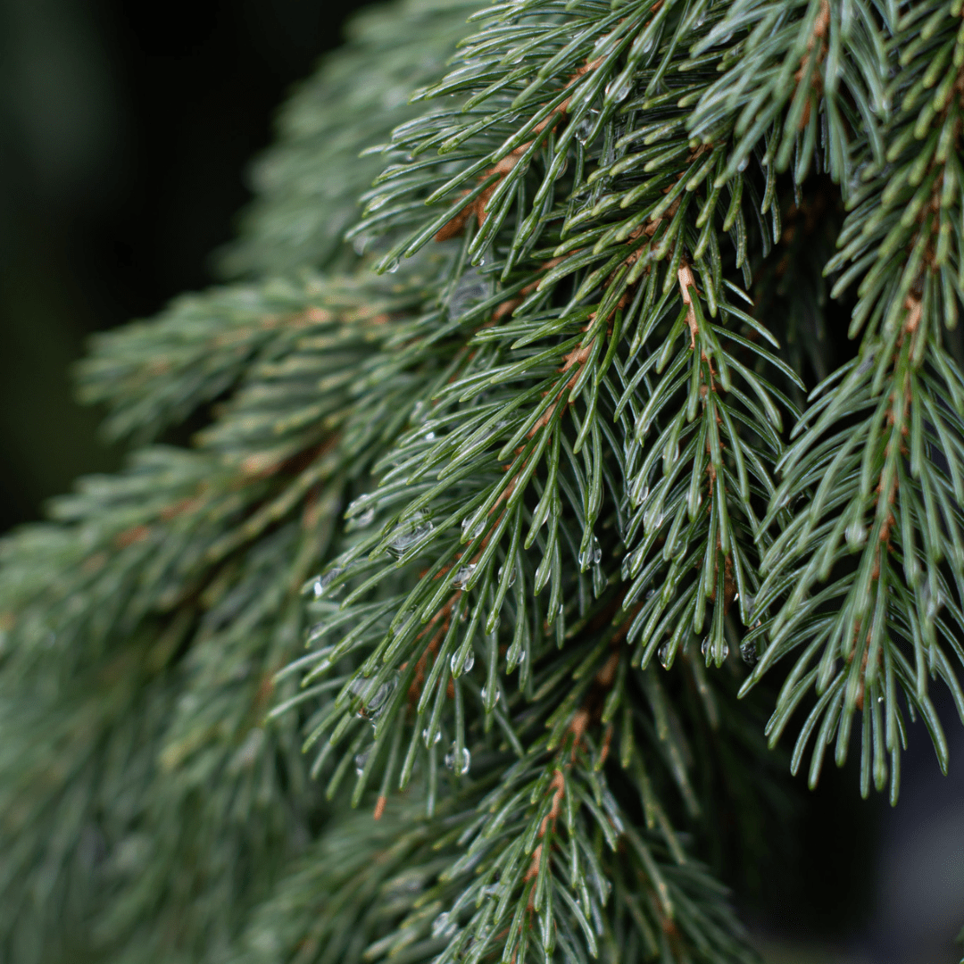 Close-up of dewy evergreen pine needles, showcasing lush green foliage and fresh morning droplets.