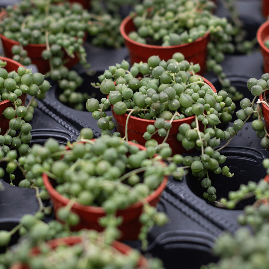 String of pearls succulents in red pots, displayed in rows on a black tray, ideal for indoor gardening.