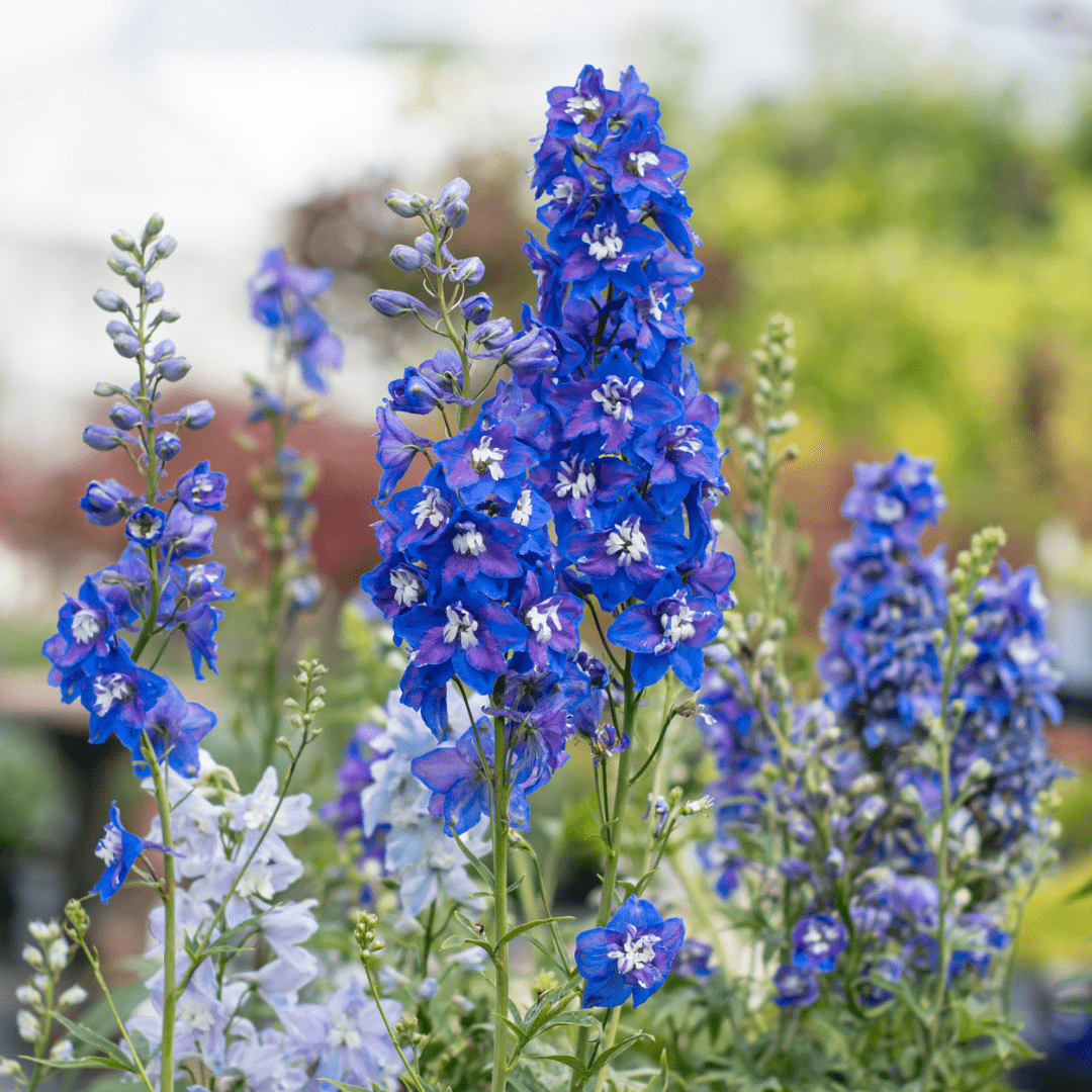 Vibrant blue delphinium flowers blooming in a garden setting, showcasing lush greenery and natural beauty.