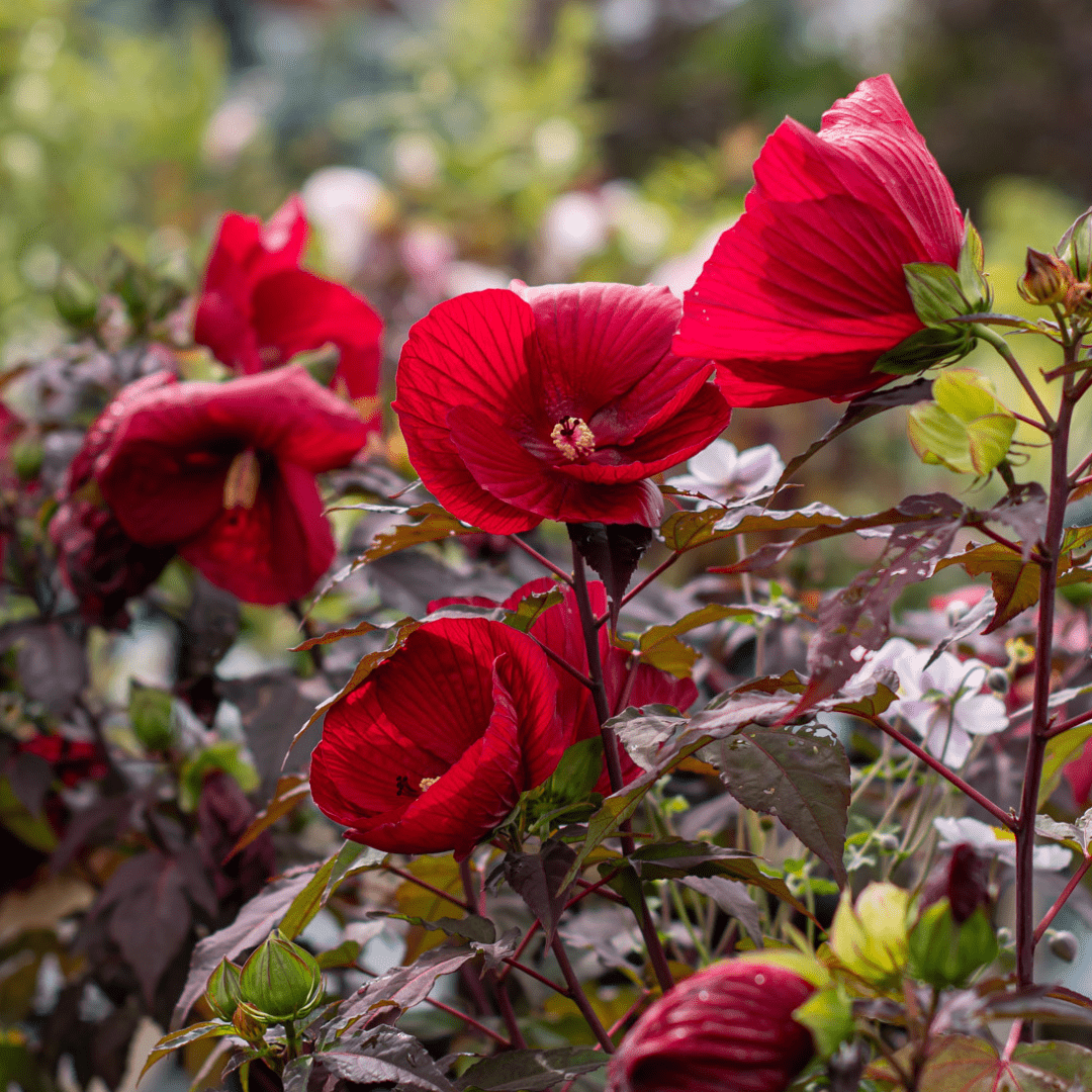 Vibrant red hibiscus flowers in bloom with lush greenery, creating a striking garden scene.