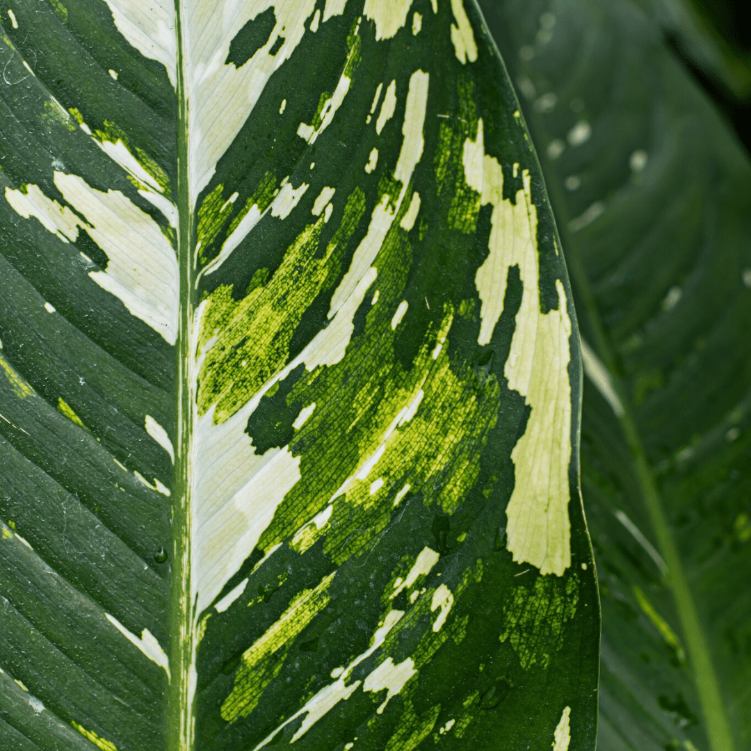 Close-up of a variegated green leaf with yellow and white patterns, showcasing natural texture and detail.
