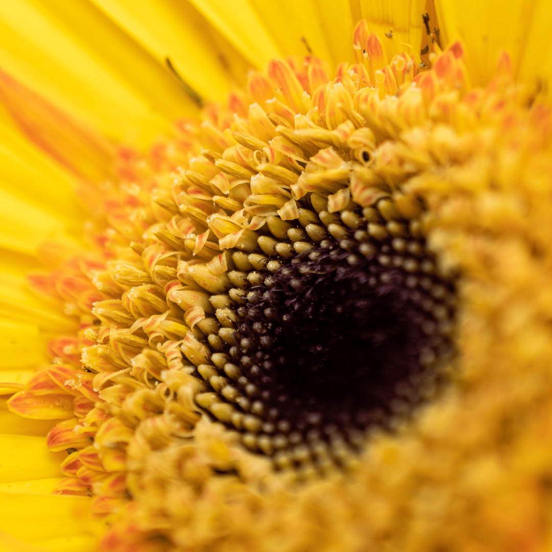 Close-up of a vibrant yellow sunflower center with detailed petals and seeds, showcasing nature's intricate beauty.