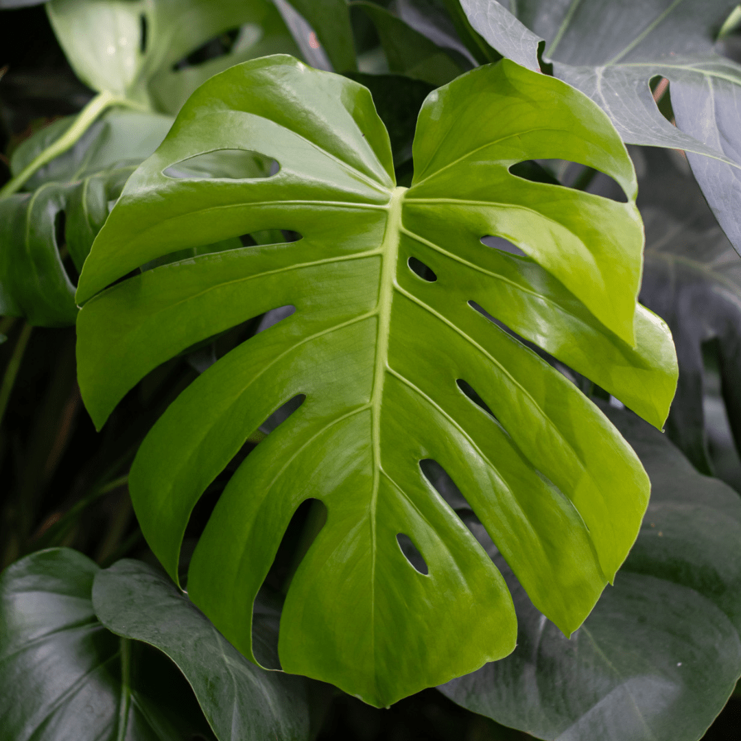 Close-up of a vibrant green Monstera leaf with natural holes and lush tropical foliage background.