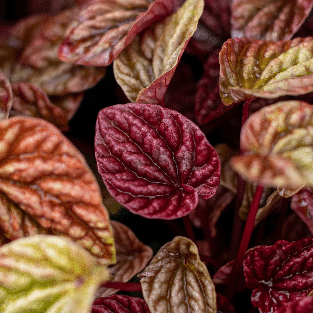 Close-up of vibrant, textured red and green leaves of a plant, showcasing nature's intricate beauty.