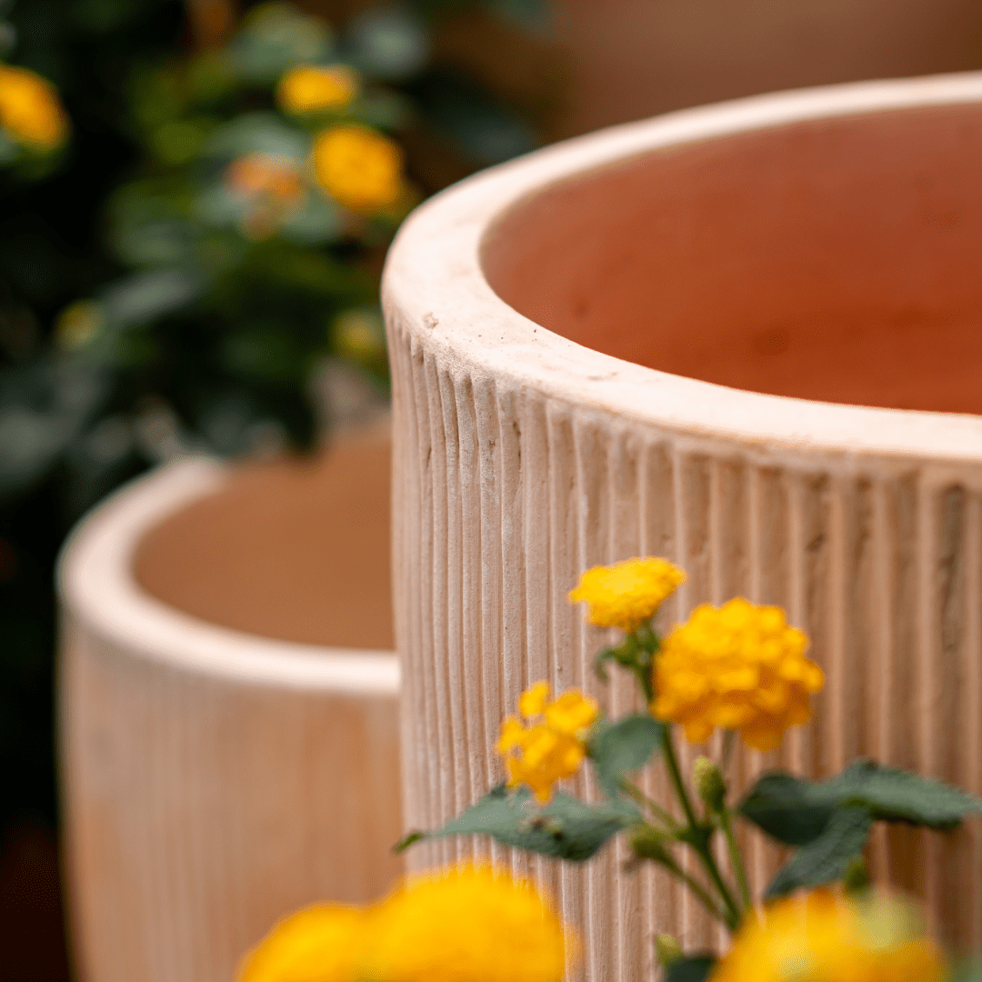 Yellow flowers blooming near ribbed terracotta pots in a garden setting.