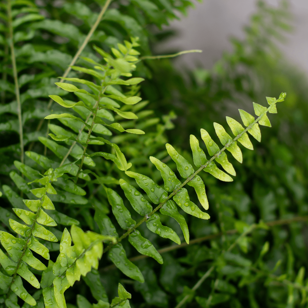 Close-up of lush green fern leaves with water droplets, showcasing vibrant natural foliage and fresh growth.