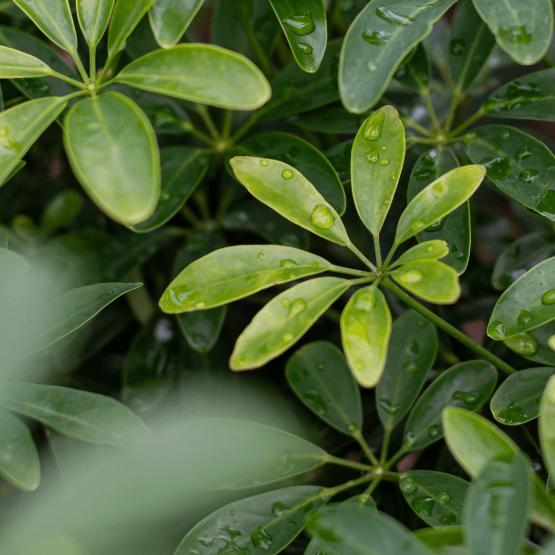 Close-up of lush green leaves with water droplets, creating a fresh and vibrant natural scene.