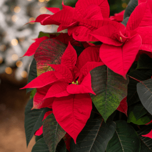 Poinsettias