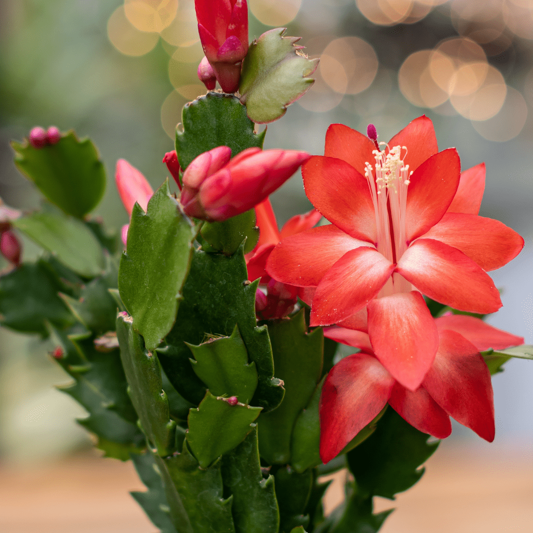 Vibrant red Christmas cactus bloom with lush green leaves, perfect for holiday decoration.