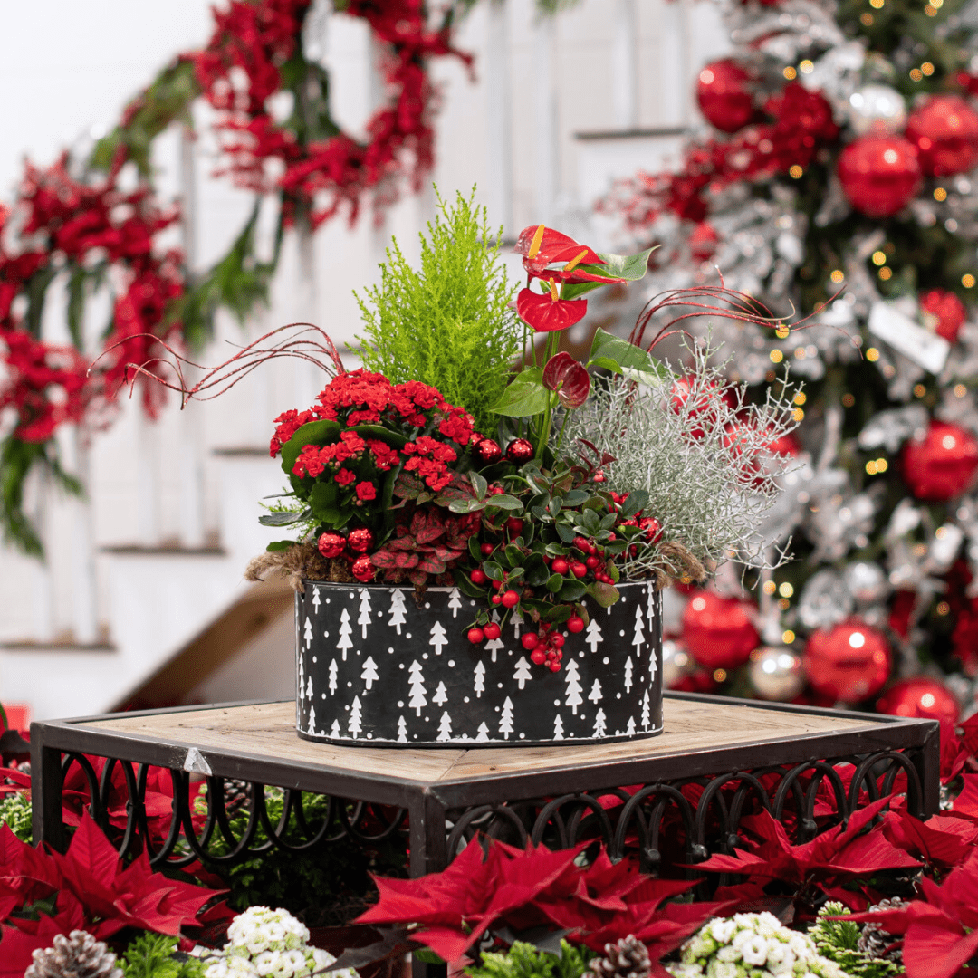 Festive holiday floral arrangement with red and green plants in patterned pot, surrounded by Christmas decorations.