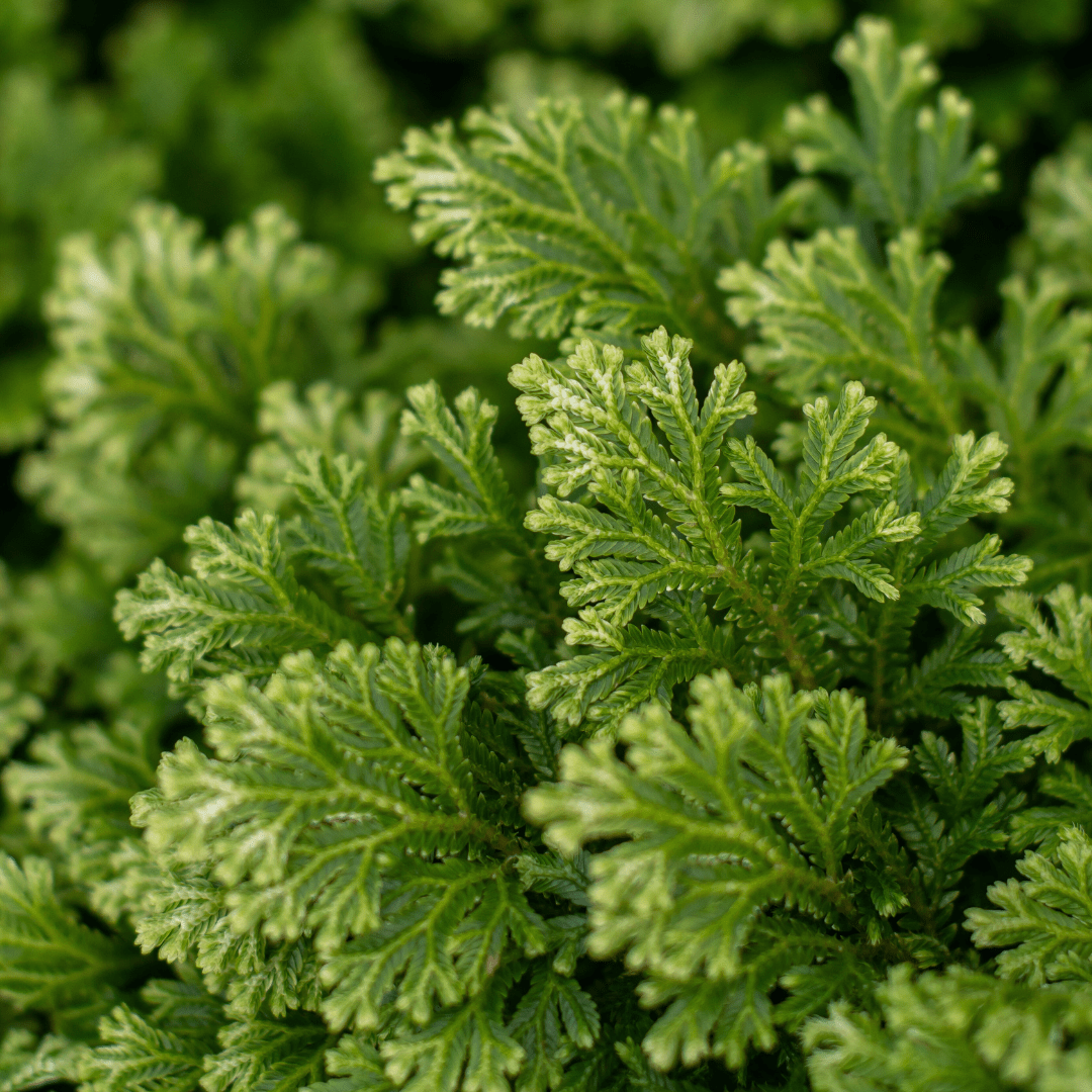 Close-up of lush green fern leaves, showcasing detailed texture and vibrant natural beauty.