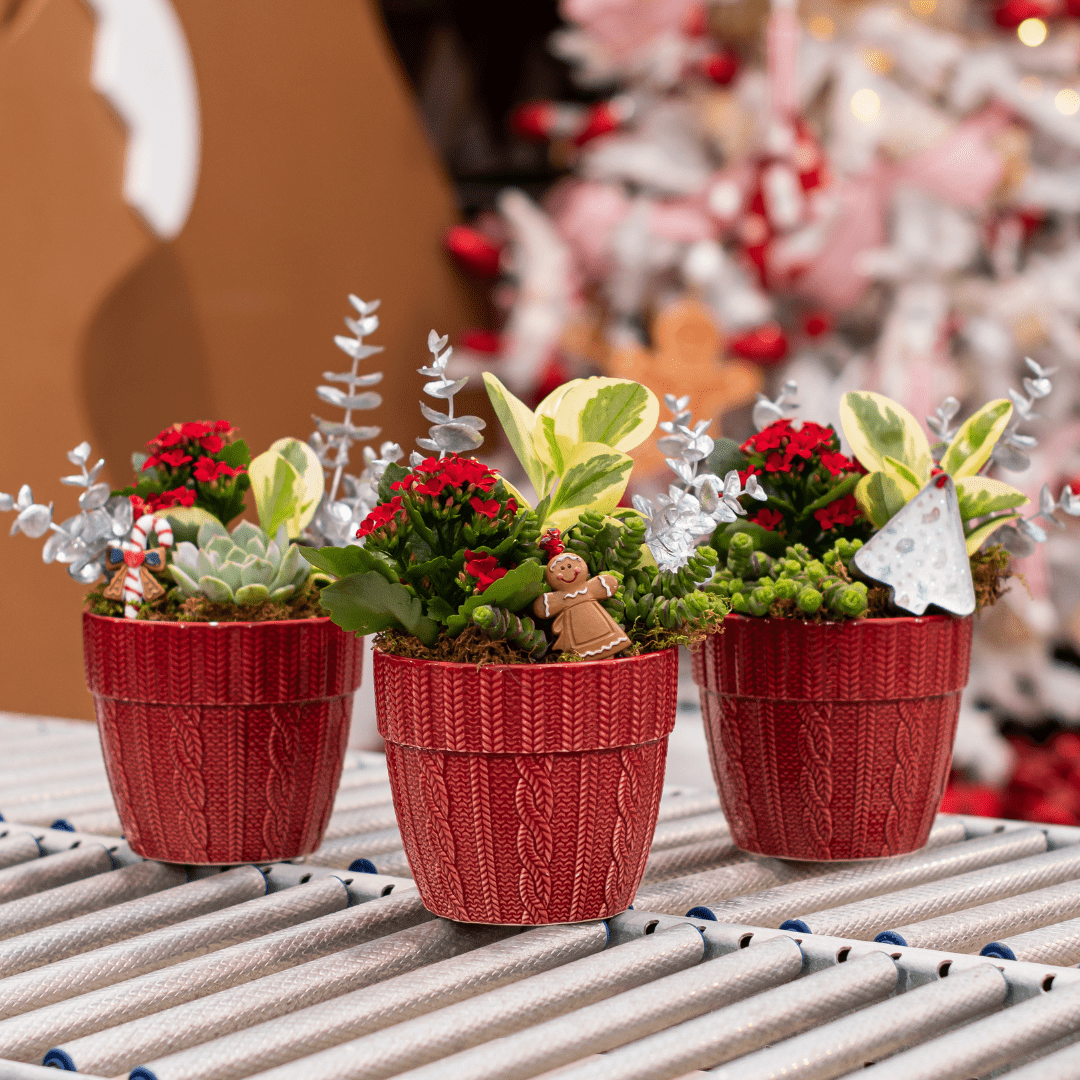Festive red pots with colorful plants and holiday decorations on a table, creating a cheerful Christmas ambiance.