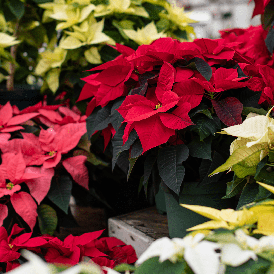 Festive red and yellow poinsettias in pots displayed for holiday decoration at a garden center.