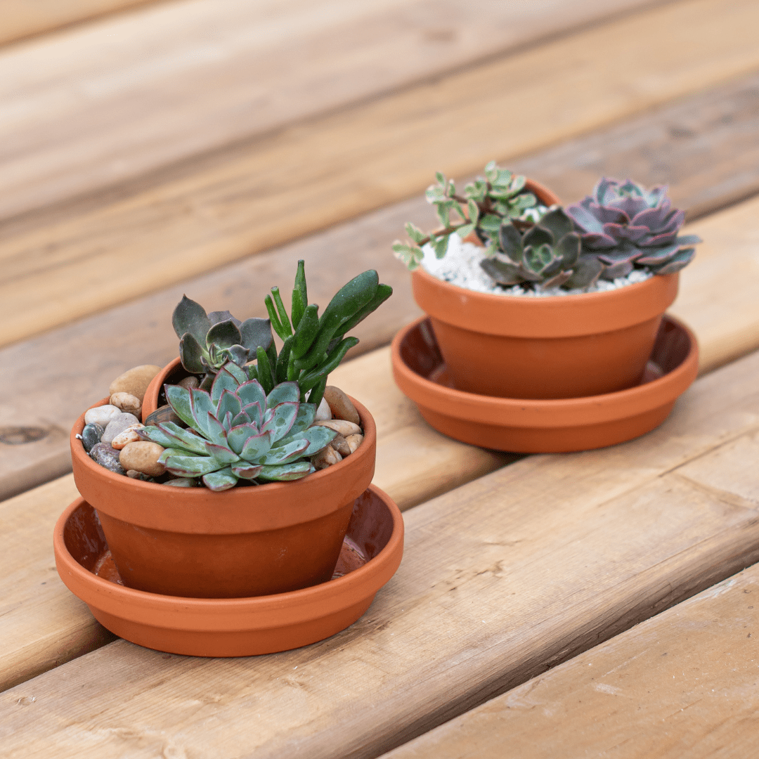 Website Photos - Tropicals - Part 11 Succulent plants in small terracotta pots on a wooden table, adding a touch of greenery and style.