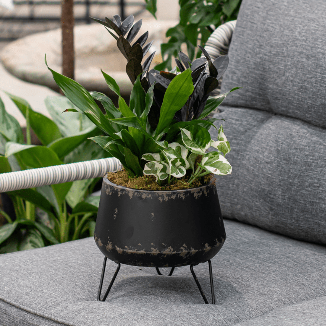 Website Photos - Tropicals - Part 12 (6) Modern planters with lush greenery on a grey sofa, enhancing outdoor patio decor.