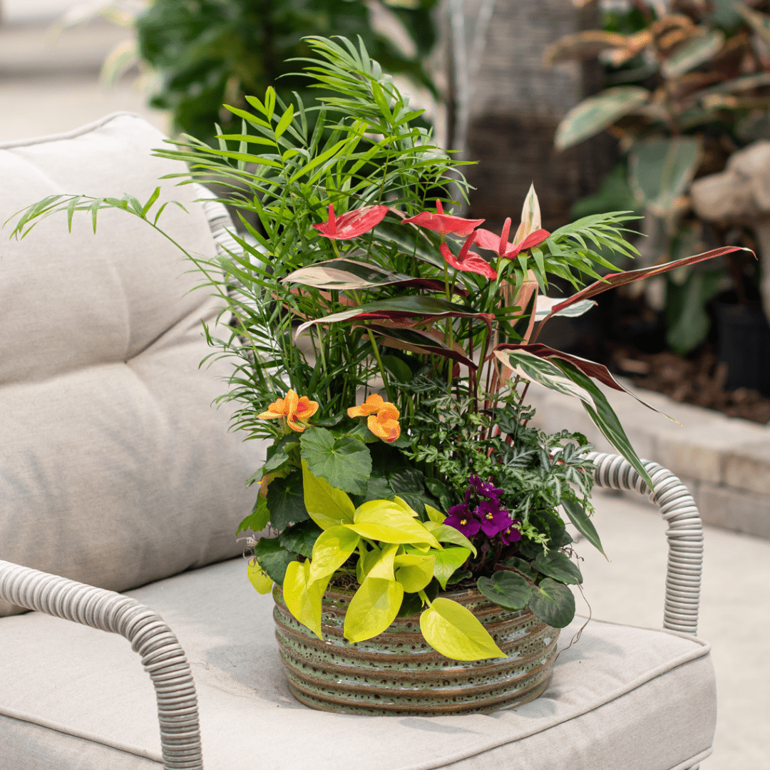 Website Photos - Tropicals - Part 12 (9) Potted tropical plant arrangement with vibrant flowers on a beige patio chair, creating a cozy garden oasis.