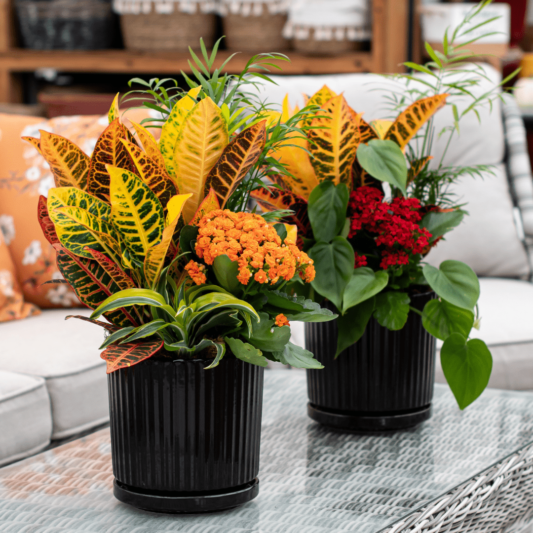 Website Photos - Tropicals - Part 12 Colorful potted plants with vibrant foliage and flowers on a patio table, enhancing outdoor decor and ambiance.