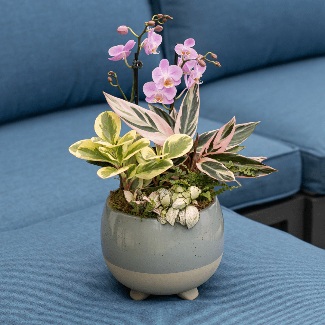 Website Photos - Tropicals - Part 13 (17) Potted plant arrangement with pink orchids and variegated leaves on a blue sofa background.