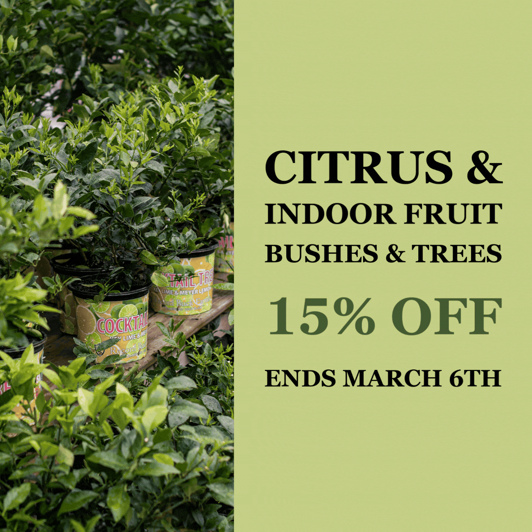 Citrus Sale: Fresh Deals Await!  Vermeer