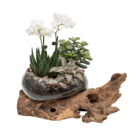 Glass terrarium with orchids, succulents, and driftwood, showcasing a modern indoor garden centerpiece.