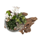 Glass bowl with orchids and succulents on driftwood, showcasing a modern indoor plant arrangement.