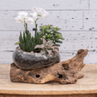 Elegant glass terrarium with orchids and succulents on driftwood, set against a rustic white wooden background.