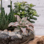Close-up of a variety of succulents in a decorative pot, showcasing diverse textures and colors against a blurred background.