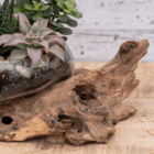 Succulents in a rustic driftwood planter on a wooden table, showcasing natural decor and greenery.