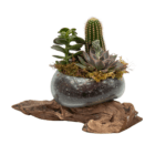 Elegant succulent and cactus arrangement in a gray pot on driftwood, perfect for home decor and plant lovers.