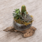 Mini succulent and cactus arrangement in a modern ceramic pot, placed on driftwood for a stylish natural decor piece.