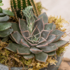 Close-up of a lush green succulent plant with pointed leaves and textured moss in a decorative pot.