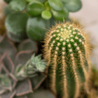 Close-up of a spiky cactus surrounded by succulent plants, showcasing desert flora diversity and detail.