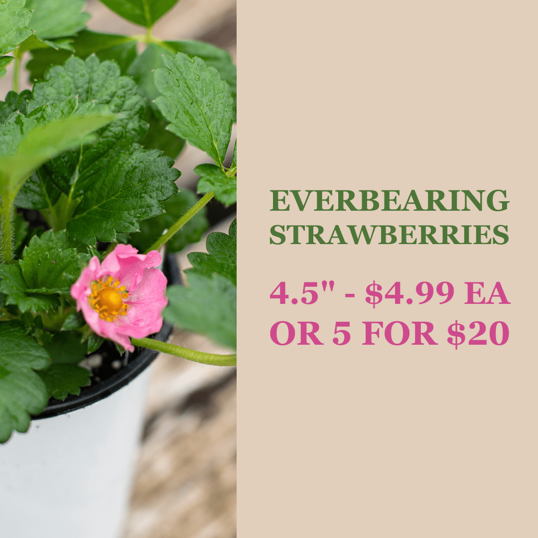 May's Must-Have Plants! – Vermeer