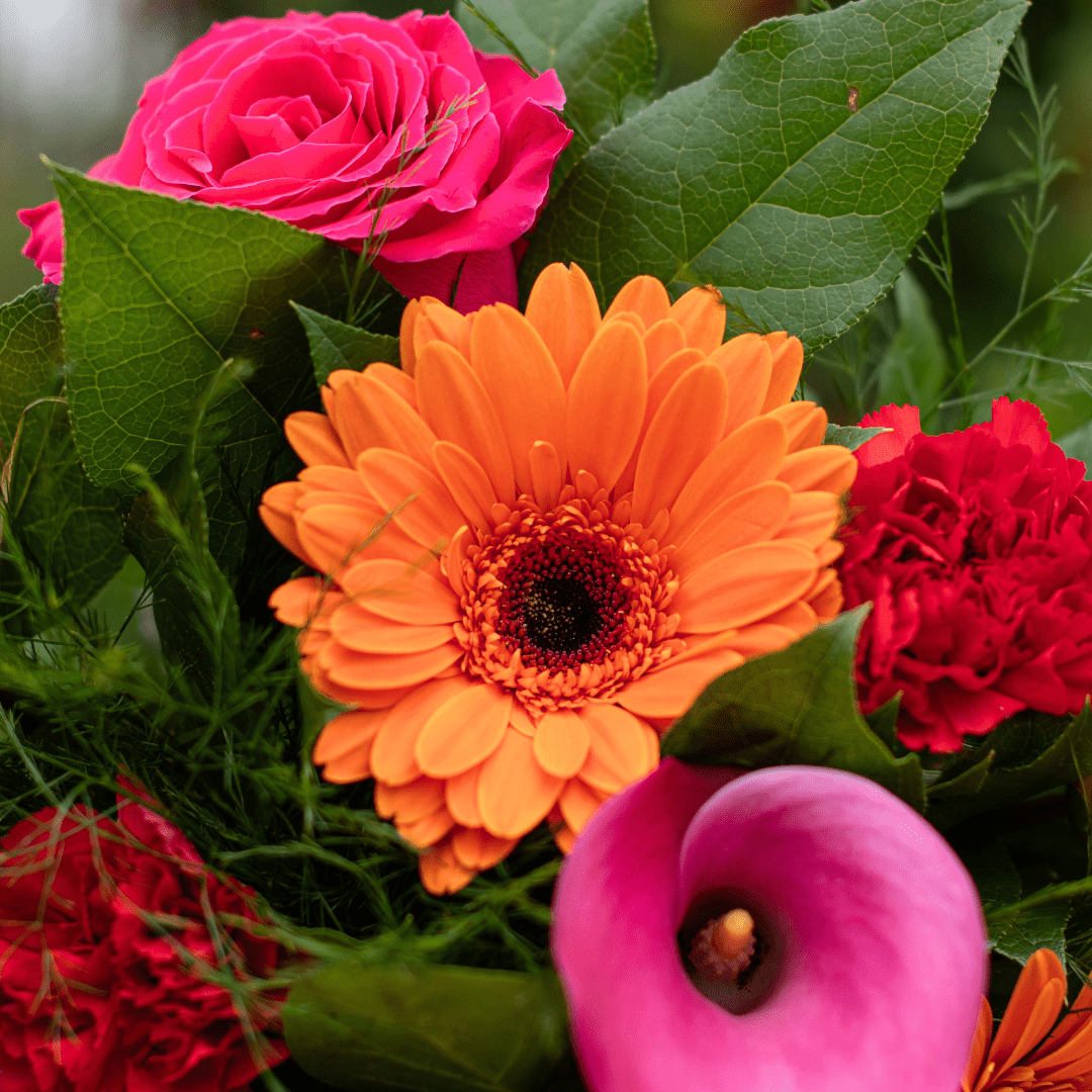 Vibrant bouquet with orange gerbera, pink rose, red carnation, and calla lily, surrounded by lush green leaves.