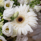 Close-up of a white Gerbera daisy surrounded by delicate white roses and greenery, perfect for floral decor.