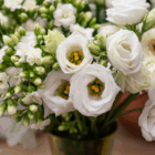 Close-up of elegant white flowers in bloom, showcasing delicate petals and vibrant yellow centers.