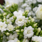 White flowers in full bloom with green buds, creating a fresh and serene garden scene.
