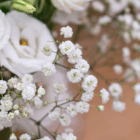 Close-up of delicate white baby's breath flowers and roses, highlighting their intricate beauty and soft textures.