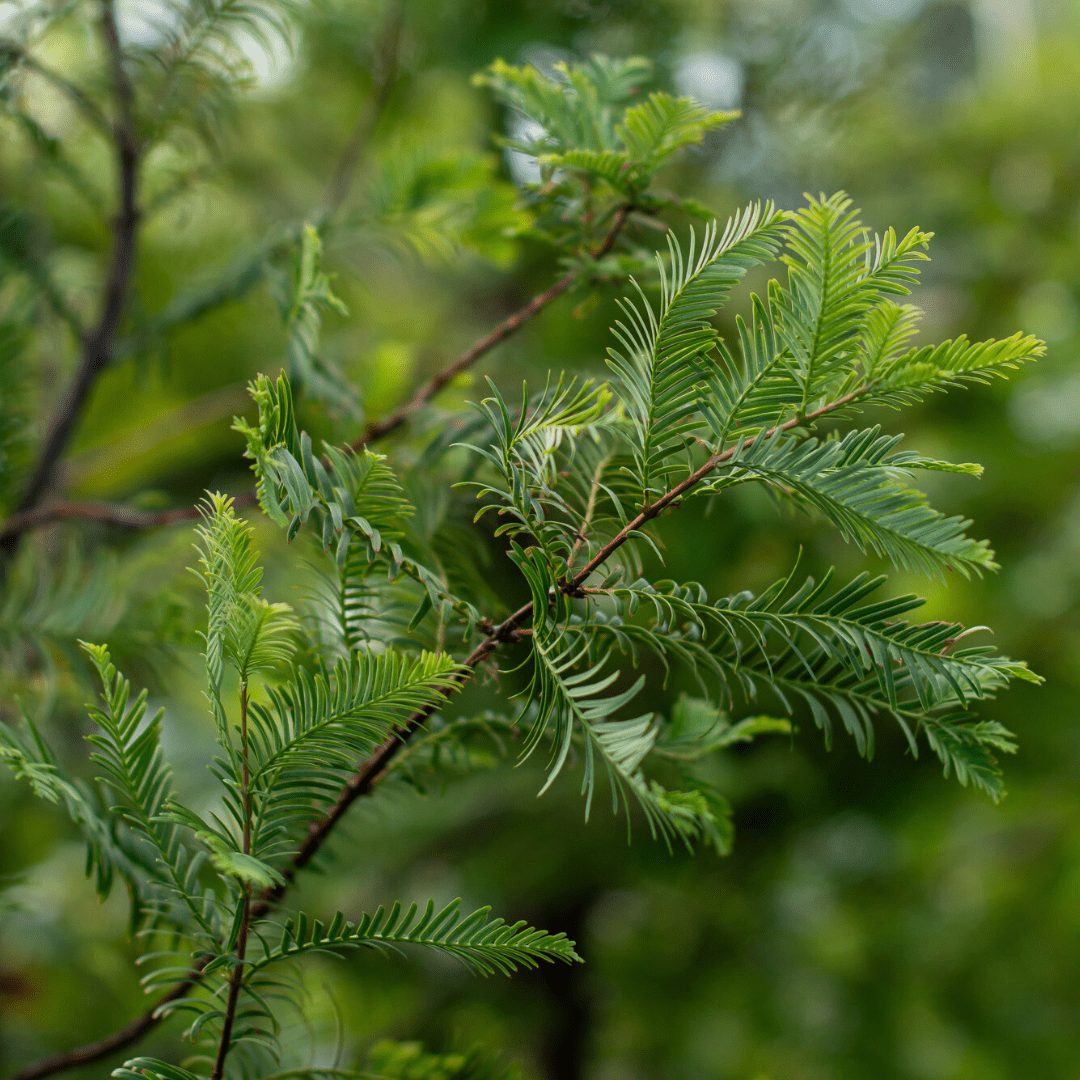 Close-up of vibrant green pine branches, showcasing detailed needle leaves in a natural, outdoor setting.