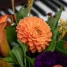 Orange dahlia with vibrant petals in green foliage, set against a piano backdrop. Perfect for music and nature themes.