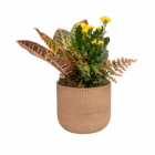 Colorful potted plant with vibrant leaves and yellow flowers in a textured beige pot. Ideal for home decor and gardening.