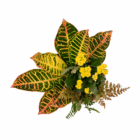 Colorful croton leaves with vibrant yellow flowers and green ferns, isolated on white background.
