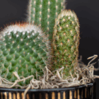 Close-up of vibrant green cacti with sharp spines in decorative pot and natural wood chips against black background.