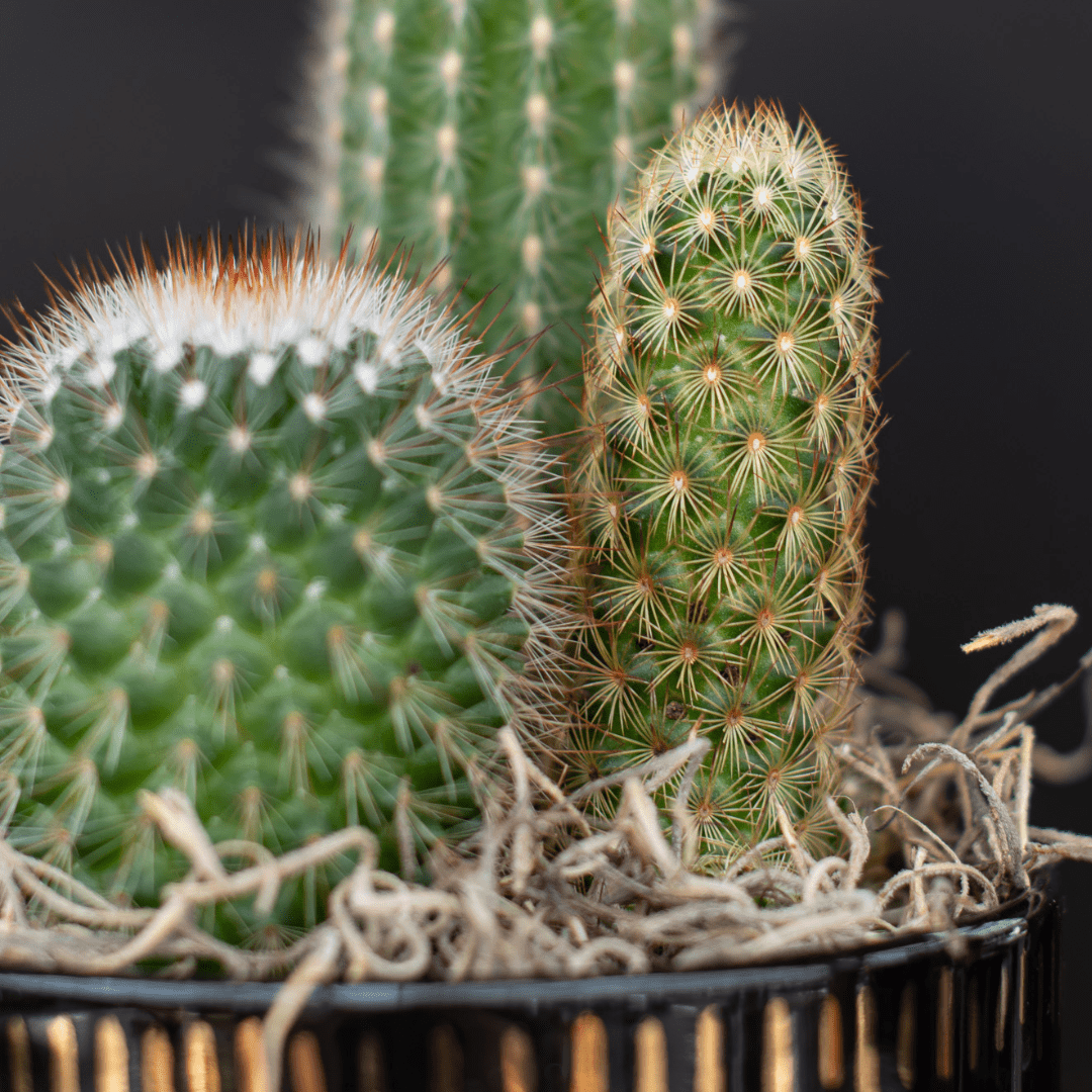 Close-up of vibrant green cacti with sharp spines in decorative pot and natural wood chips against black background.