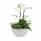 White orchids and lush greenery in a modern white ceramic pot, perfect for elegant home or office decor.