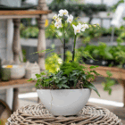 Elegant white orchids in a ceramic pot, set on a wicker table, surrounded by lush greenery background.