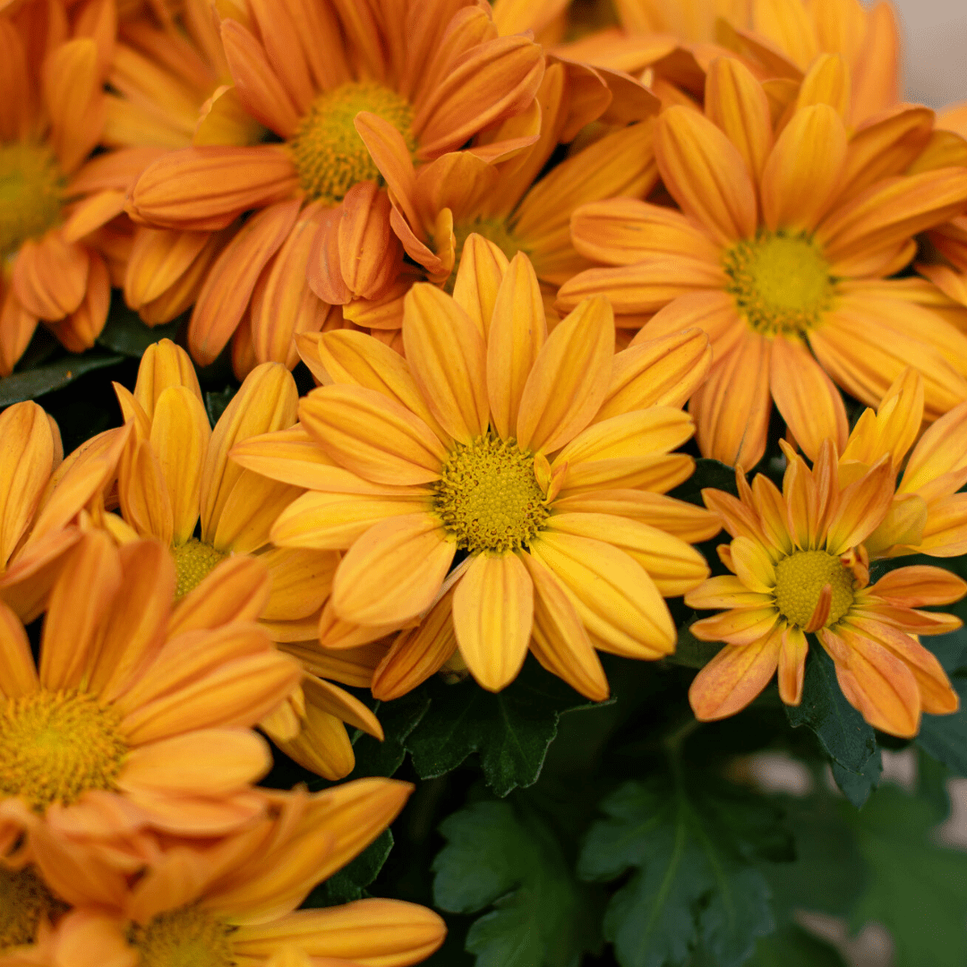 Vibrant orange chrysanthemums in full bloom with green foliage. Perfect for autumn garden displays.