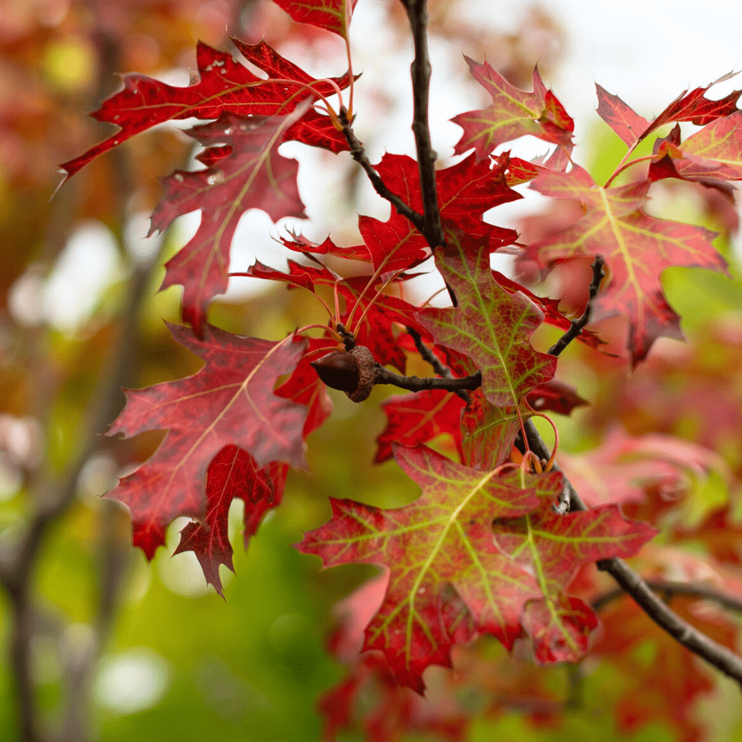 Close-up of vibrant red oak leaves on a branch, signifying autumn's arrival with warm, colorful foliage.
