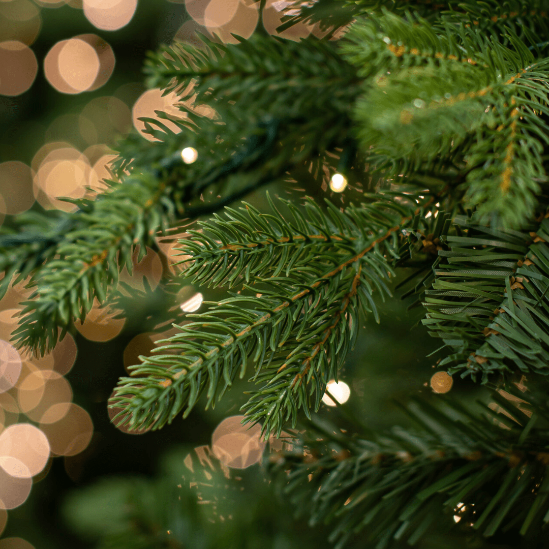 Christmas tree branch with soft bokeh lights in the background, creating a warm festive atmosphere.