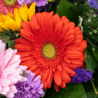 Vibrant bouquet with a red gerbera daisy, pink and purple flowers, surrounded by lush green leaves.